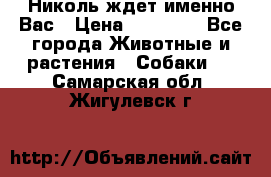 Николь ждет именно Вас › Цена ­ 25 000 - Все города Животные и растения » Собаки   . Самарская обл.,Жигулевск г.